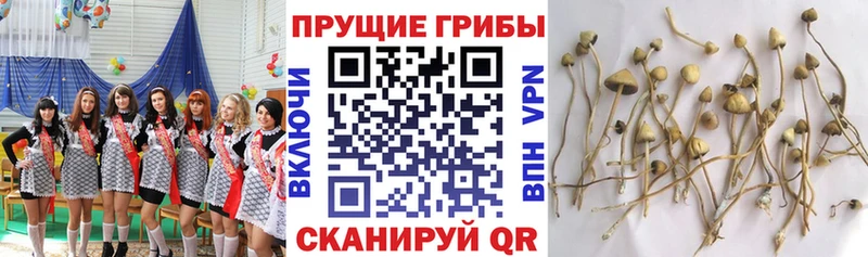 Псилоцибиновые грибы прущие грибы  Купить закладки  Большой Камень 